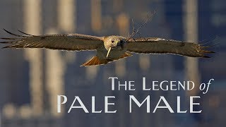 Watch The Legend of Pale Male Trailer