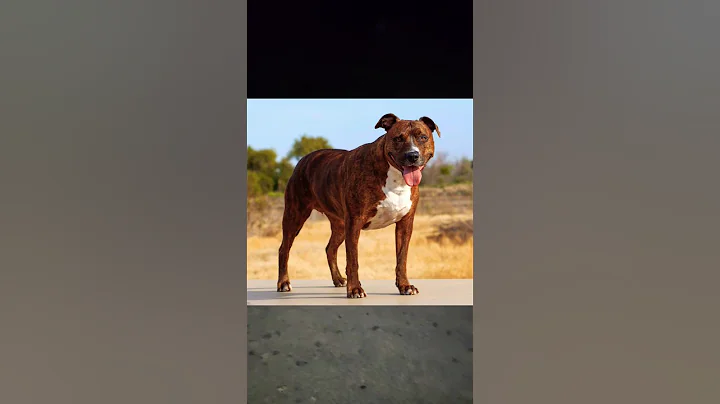 pitbull vs German shepherd #shortsfeed #like #support #shorts #funny #dog #pitbulldog #subscribe