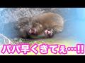 ランチ前、ソワソワしながら遊ぶパンチくんとお猿さんたち。市川市動植物園 「パンチくん」Punch the monkey