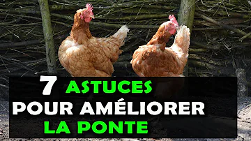 Comment faire pour que les poules pondent ?