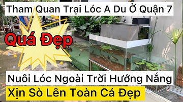 Tham Quan Trại Nuôi Cá Lóc Cảnh Ngoài Trời Hướng Năng Tự Nhiên Mỗi Ngày | Nhiều Lóc Tuyệt Đẹp 😍