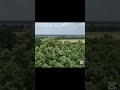 Golden Fields &amp; Whispering Trees – A DJI Mini 4 Pro Flight