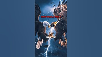 Golden eagle vs Bald eagle | ☠️🦅 #baldeagle #goldeneagle