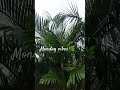 Monday#youtubeshorts#viralvideo#reels #shortvideo #monday#vibes#haseena#plants#shorts