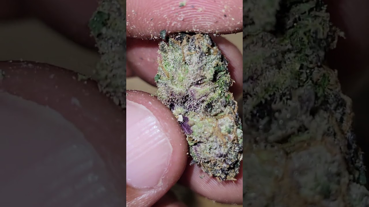 ELON cultivated by LA Coz x Dubz Garden