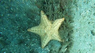 My First Dive at Blue Heron Bridge!