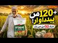 Hybrid Dhan Ki Record Paidawar | 120+ Man Per Acre | IGNITION SEEDS Hybrid Rice