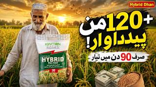 Hybrid Dhan Ki Record Paidawar | 120+ Man Per Acre | IGNITION SEEDS Hybrid Rice