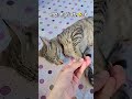 Modi ji ko call 🤙😎🤣 #funny #funnyvideo #viral #doggielife #funnyanimal #comedy #cute #funnypet