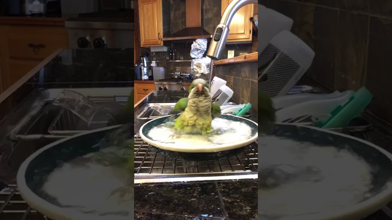 Quaker Parrot "Sage" bath time YouTube