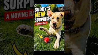 He Had NO Idea The Ball Was Moving 🤣🐾 #FunnyDog #DogReaction #Shorts