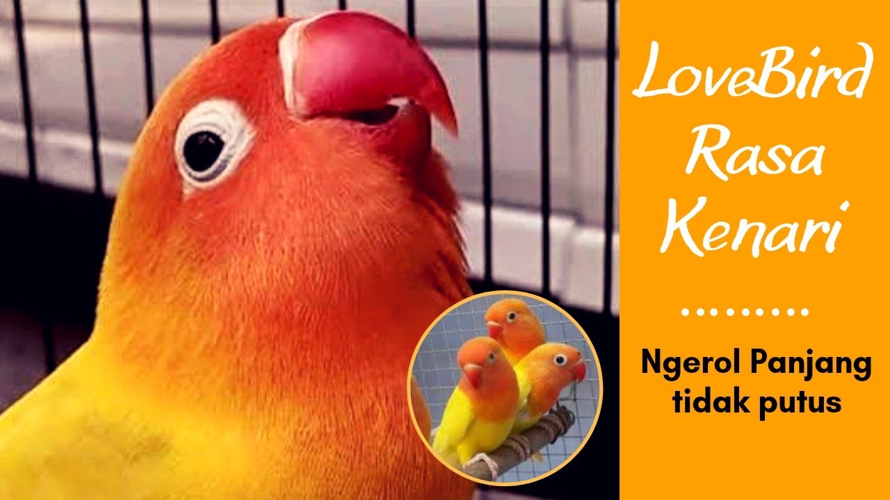 LoveBird Rasa Kenari Ngerol Panjang tidak putus 
