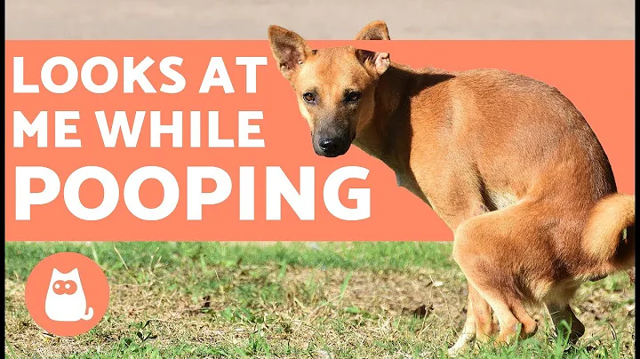 Why Does My Dog Look at Me When They Poop? 💩🐶 - DayDayNews