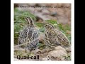 صوت سمان ربيعيquail Sound Spring فضلا وليس أمرا الإشتراك في القناة 