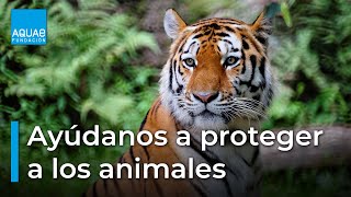 🐆🦌🦍 Consejos para PROTEGER a los ANIMALES🦏🐘