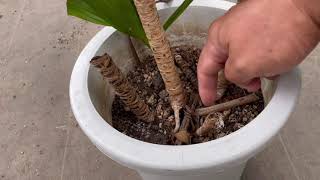 [質問]ドラセナコンパクタが芯から腐ってきました。