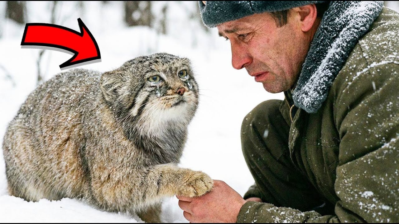 NAJBARDZIEJ PONURY KOT TAJGI POPROSIŁ O POMOC. TO, CO CZAIŁO SIĘ W JEGO LEGOWISKU, ZŁAMAŁO MU SERCE!