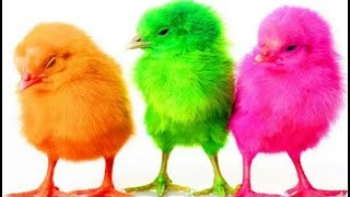 Learn Colors with Colorful Chicks Xylophone Funny