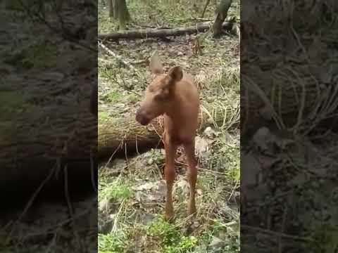 Видео: Сиротинушка маленький лосёнок #случай_в_тайге #таежные_истории