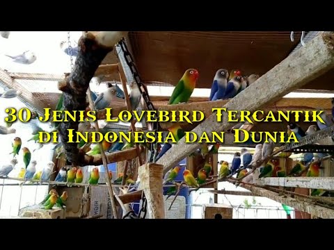 30 Jenis Lovebird Tercantik di Indonesia dan Dunia 
