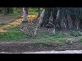 Lemur island #lemur #iliketomoveit