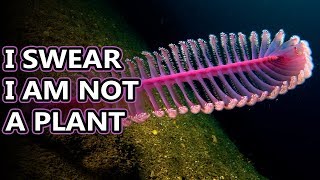 Sea Pen facts: feathers of the sea | Animal Fact Files