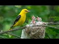 Види птахів | Пізнавальне відео про спів і назви птахів для дітей | Пташки