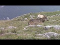 Monte Pollino e i Lupi Canadesi