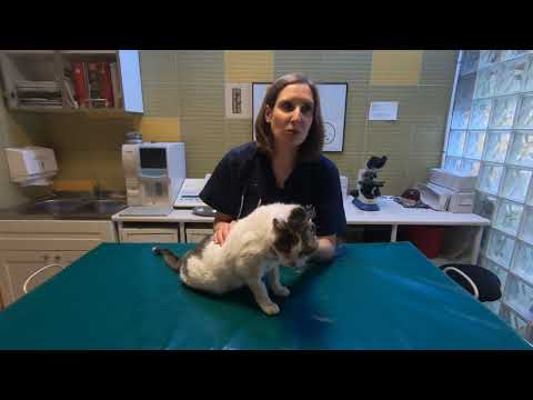 Wideo: Rak Poduszki Nosowej (rak Płaskonabłonkowy) U Kotów