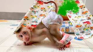 Monkey Puka undresses himself to bathe without Mom's help