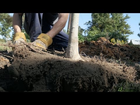 How to Properly Plant a Tree for Maximum Health