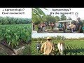 Video # 81 ¿ Agroecologia? Es el momento!!! Agroecology? It&#39;s the moment!!!