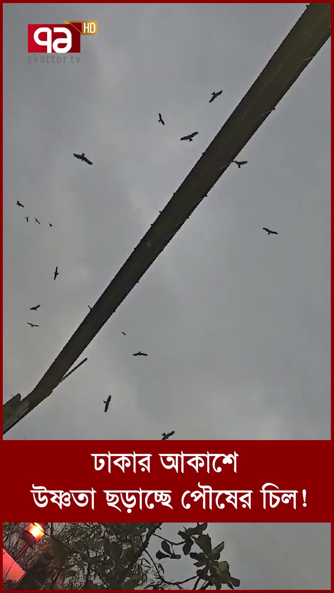 ঢাকার আকাশে উষ্ণতা ছড়াচ্ছে পৌষের চিল!