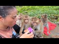 Many thank mom kunthea often provide milk for hungry monkey baby shakira and others