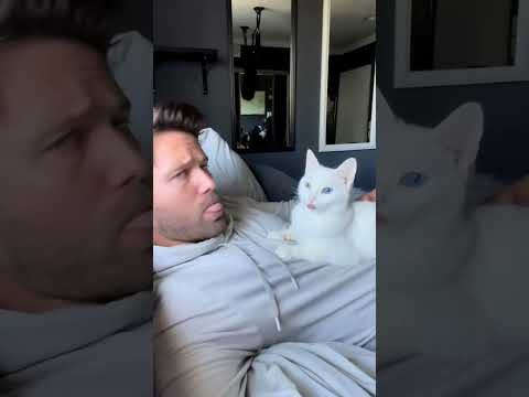 My Cat is