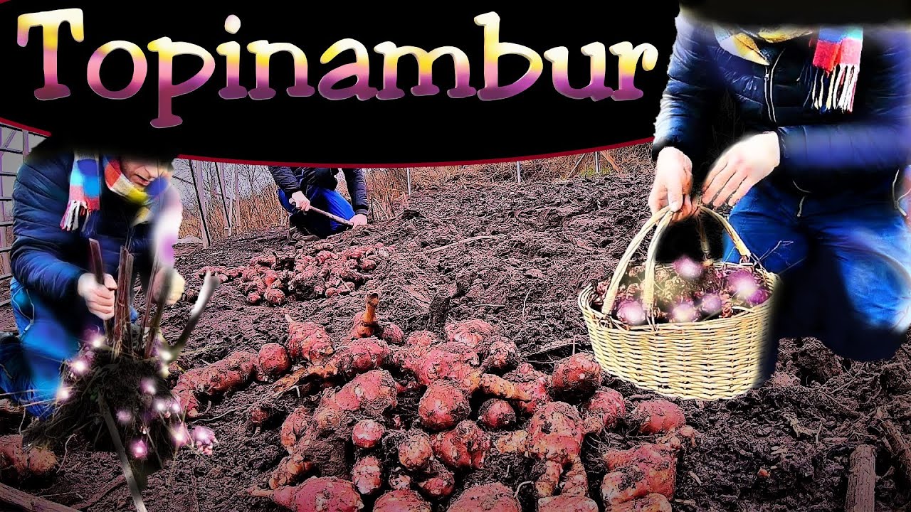 Topinambur Rezept | Topinambur ernten u. verarbeiten | Topimanbur- Tandoori