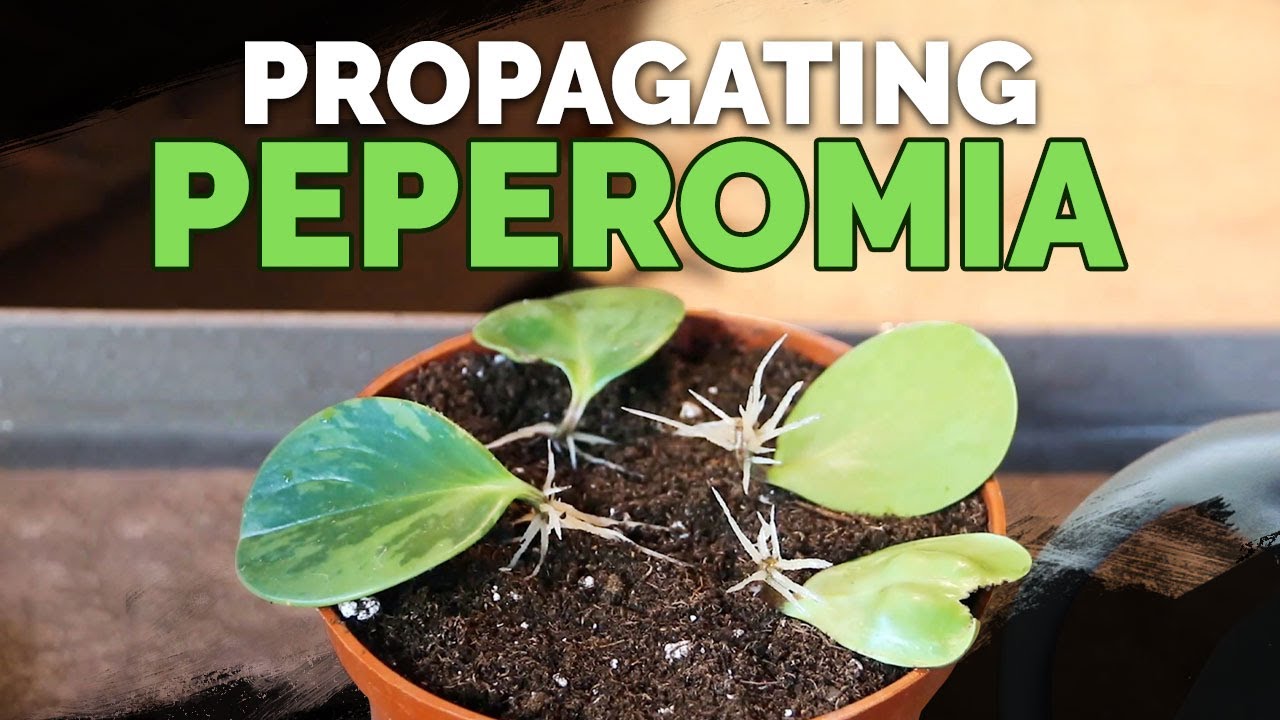 Cupid Peperomia Care and Propagation Tips You NEED for Success!