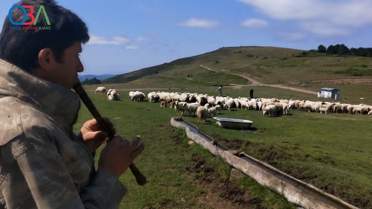 Çoban ailenin hayat mücadelesi /OBA AJANS /Ahmet Bayrak /ORDU