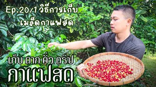 วิธีเก็บกาแฟสดจากต้น | เก็บตากคั่วดริปกาแฟสด l EP.20/1 เกษตรเดลิเวอรี่ by THAI IQ PLUS