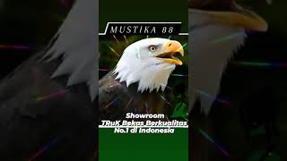 lambang burung elang mustika 88...shorum berkualitas no 1 di indonesia thebest lambang burung elang mustika 88...shorum berkualitas no 1 di indonesia thebest