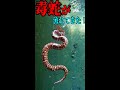 【viper】野池で釣りをしていたら猛毒ヘビが流れてきた!