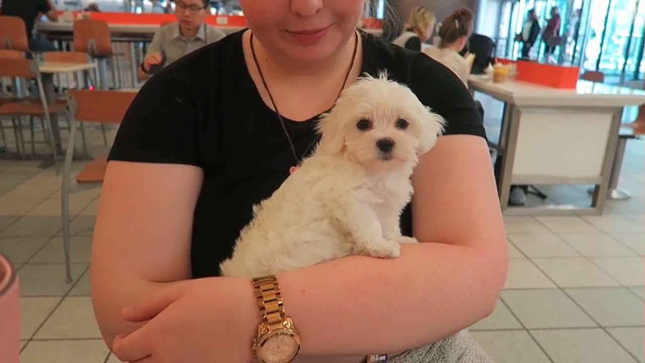 NEW PUPPY AND SARAH HAS A MINI STROKE???