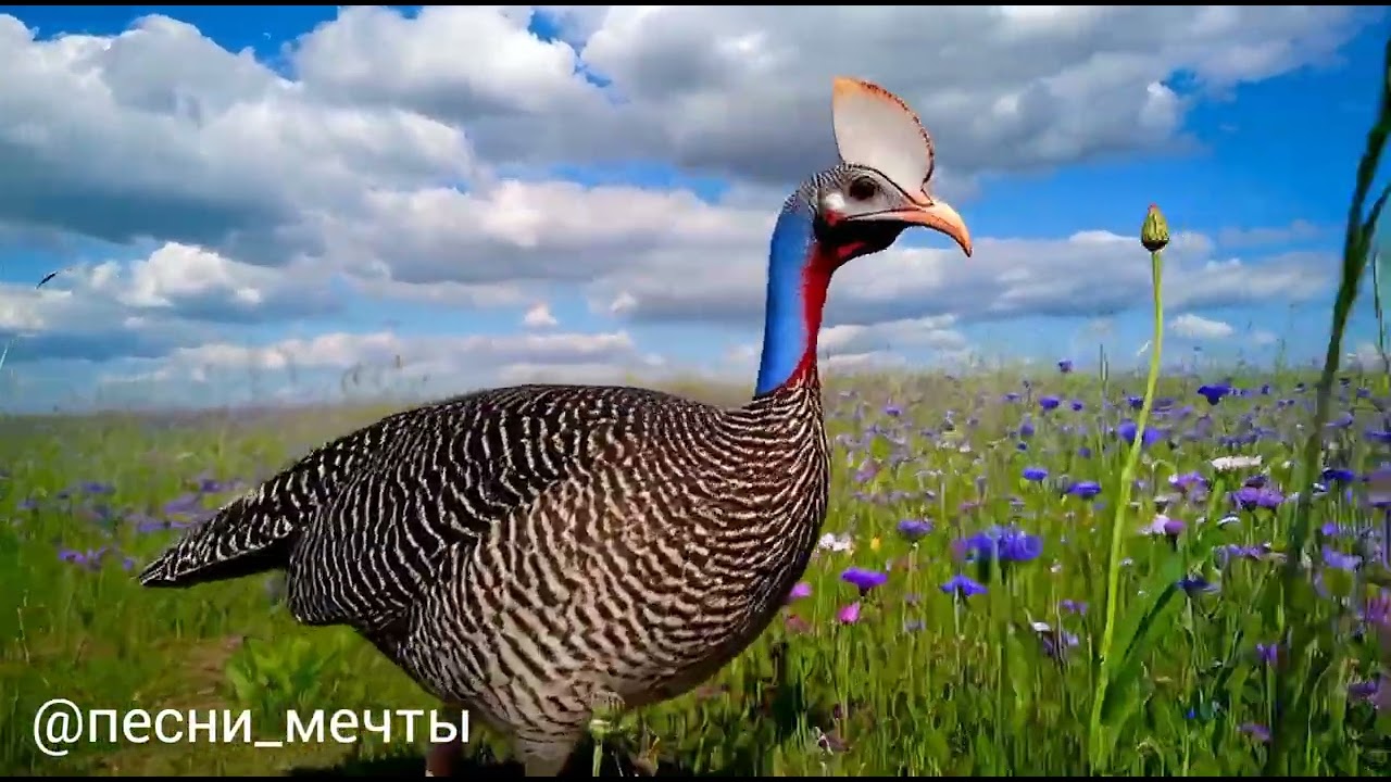 Васильковые поля и волшебная флейта | 🌿Нежные мелодии Флейты и Фортепиано с Пением Птиц для Души