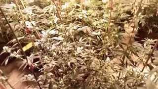 How To Grow Huge Marijuana Plants With Advanced Stake Training