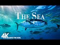 Under the sea 4k  scenic relaxation film with calming cinematic music  amazing ocean