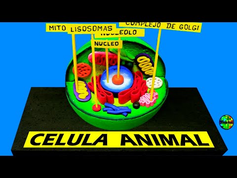 Video: 3 formas de modelar células animales y vegetales en tres dimensiones