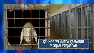 ОДАМ ЎЛДИРГАН ҚЎЧҚОР УЧ ЙИЛГА ҚАМАЛДИ