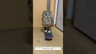 This Family Found A Small Owl On The Road And Then Took It Home To Raise