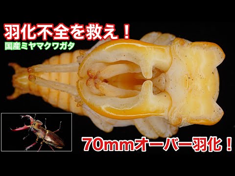 Japanese Stag Beetles] 2-year-old specimens! Shining golden