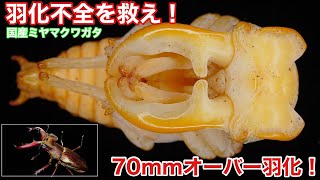 Japanese Stag Beetles] 2-year-old specimens! Shining golden